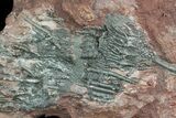 Moroccan Crinoid (Scyphocrinites) Plate #46478-2